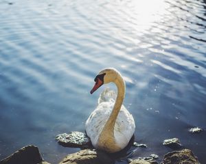 Превью обои лебедь, птица, вода