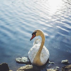 Превью обои лебедь, птица, вода