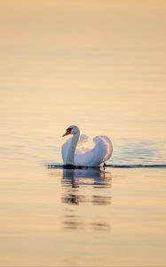 Превью обои лебедь, птица, вода, водная гладь