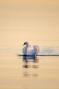 Превью обои лебедь, птица, вода, водная гладь