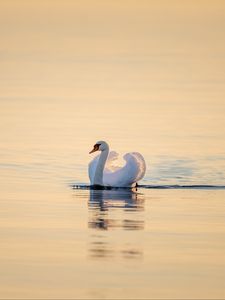 Превью обои лебедь, птица, вода, водная гладь