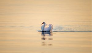 Превью обои лебедь, птица, вода, водная гладь