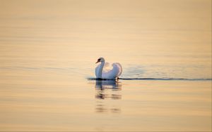 Превью обои лебедь, птица, вода, водная гладь