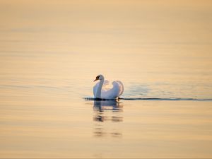 Превью обои лебедь, птица, вода, водная гладь