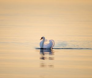 Превью обои лебедь, птица, вода, водная гладь