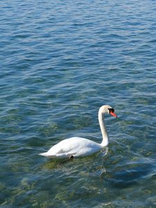 Превью обои лебедь, птица, вода, волны