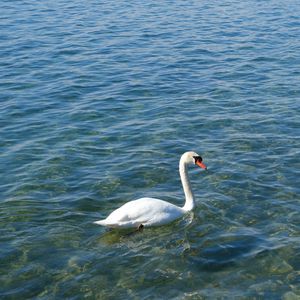 Превью обои лебедь, птица, вода, волны