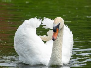 Превью обои лебедь, птица, вода, озеро