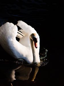 Превью обои лебедь, птица, вода, отражение, всплески