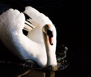 Превью обои лебедь, птица, вода, отражение, всплески