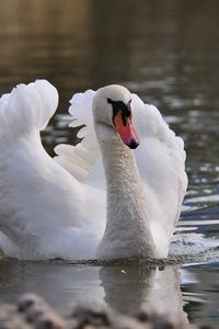 Превью обои лебедь, птица, вода, плавать, перья