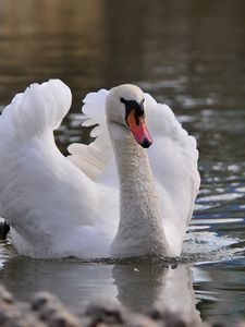 Превью обои лебедь, птица, вода, плавать, перья