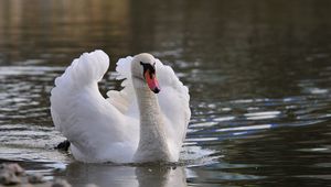 Превью обои лебедь, птица, вода, плавать, перья