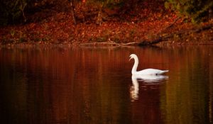 Превью обои лебедь, птица, вода, плавать