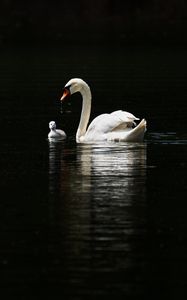 Превью обои лебедь, птицы, вода