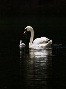 Превью обои лебедь, птицы, вода