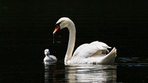 Превью обои лебедь, птицы, вода