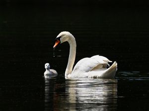 Превью обои лебедь, птицы, вода