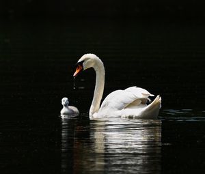 Превью обои лебедь, птицы, вода