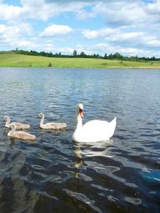 Превью обои лебедь, река, лето, птица