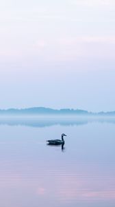 Превью обои лебедь, туман, озеро, птица
