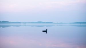 Превью обои лебедь, туман, озеро, птица