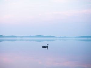 Превью обои лебедь, туман, озеро, птица