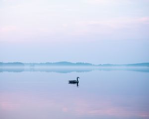 Превью обои лебедь, туман, озеро, птица