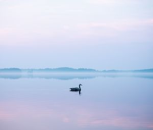 Превью обои лебедь, туман, озеро, птица