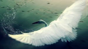 Превью обои лебедь, вода, крылья, взмах, птица