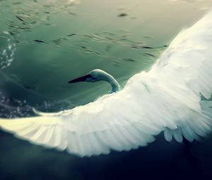 Превью обои лебедь, вода, крылья, взмах, птица
