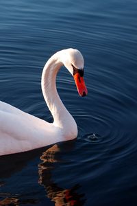 Превью обои лебедь, вода, перья, плавать, птица