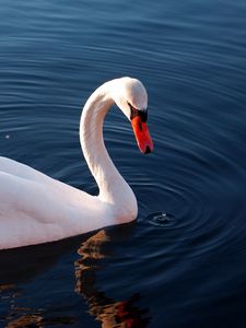 Превью обои лебедь, вода, перья, плавать, птица