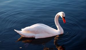 Превью обои лебедь, вода, перья, плавать, птица