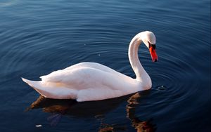 Превью обои лебедь, вода, перья, плавать, птица