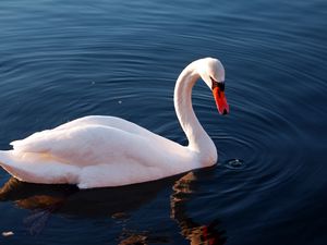 Превью обои лебедь, вода, перья, плавать, птица