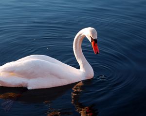 Превью обои лебедь, вода, перья, плавать, птица