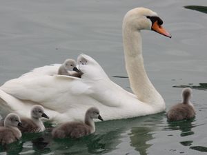 Превью обои лебедь, вода, плавать, малыши