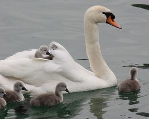 Превью обои лебедь, вода, плавать, малыши