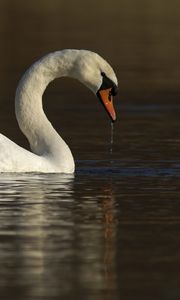 Превью обои лебедь, вода, птица