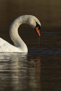 Превью обои лебедь, вода, птица