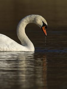 Превью обои лебедь, вода, птица