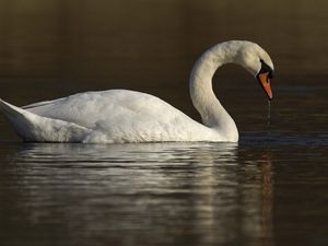 Превью обои лебедь, вода, птица