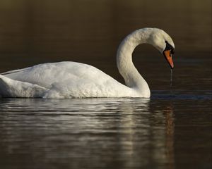 Превью обои лебедь, вода, птица