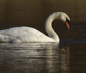 Превью обои лебедь, вода, птица