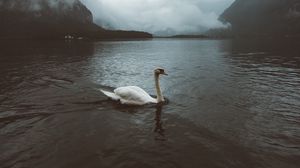 Превью обои лебедь, вода, туман