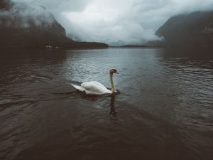 Превью обои лебедь, вода, туман