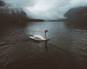 Превью обои лебедь, вода, туман