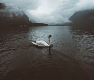 Превью обои лебедь, вода, туман