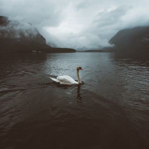 Превью обои лебедь, вода, туман